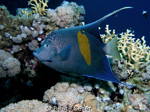 

Yellowbar Angelfish, taken at El Quadim with Canon G10 by Beate Seiler 